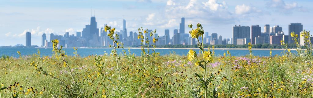 Chicago skyline with flowers.